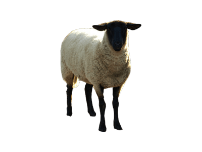 Sheep Png Image Transparent PNG Image