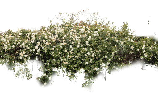 Bushes Free Png Image Transparent PNG Image