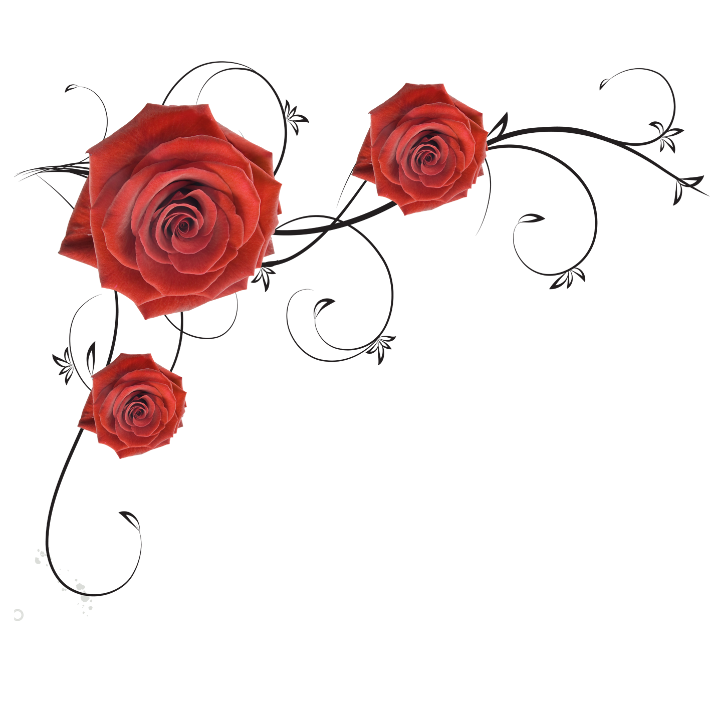 Roses Beach Garden Rose PNG File HD Transparent PNG Image