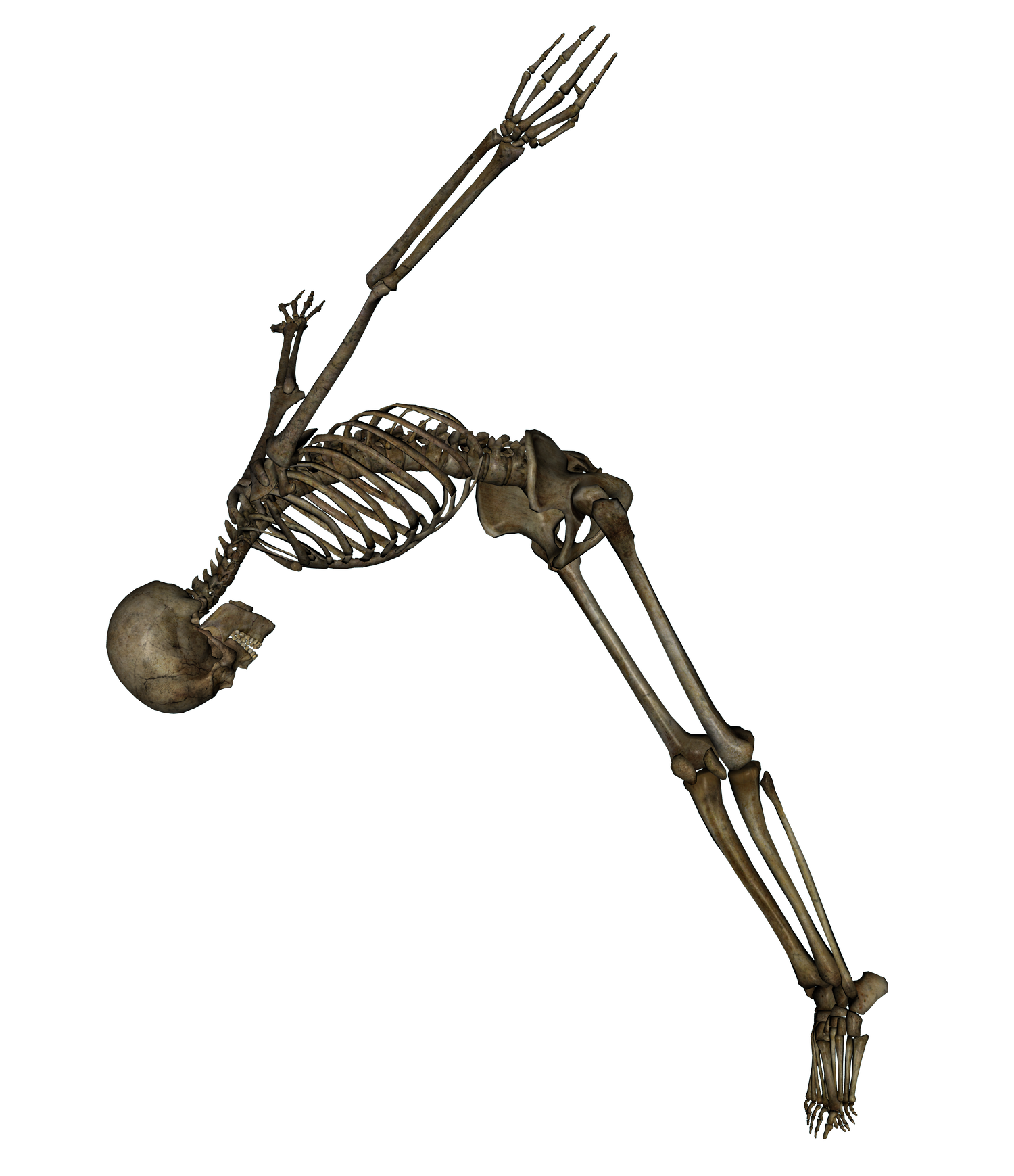 Skeleton Png Image Transparent PNG Image