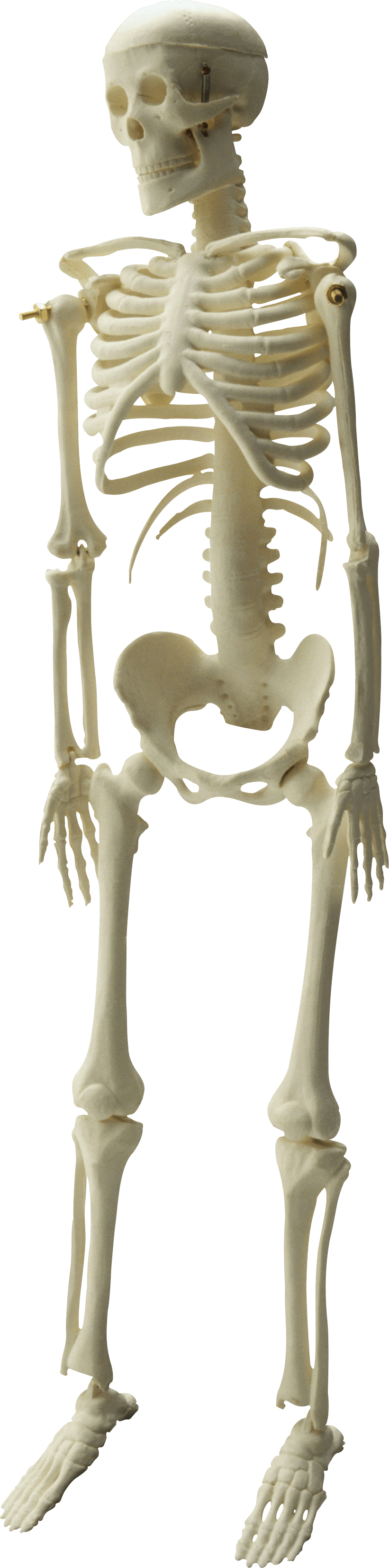 Skeleton Png Image Transparent PNG Image