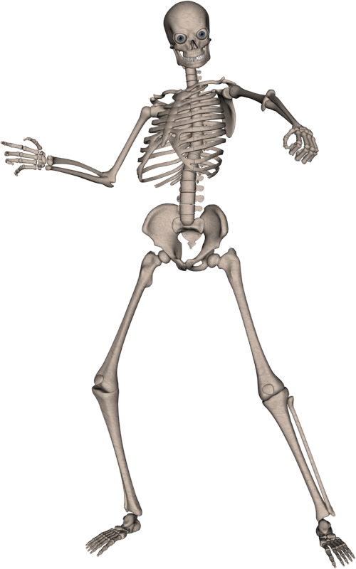 Skeleton Png Image Transparent PNG Image