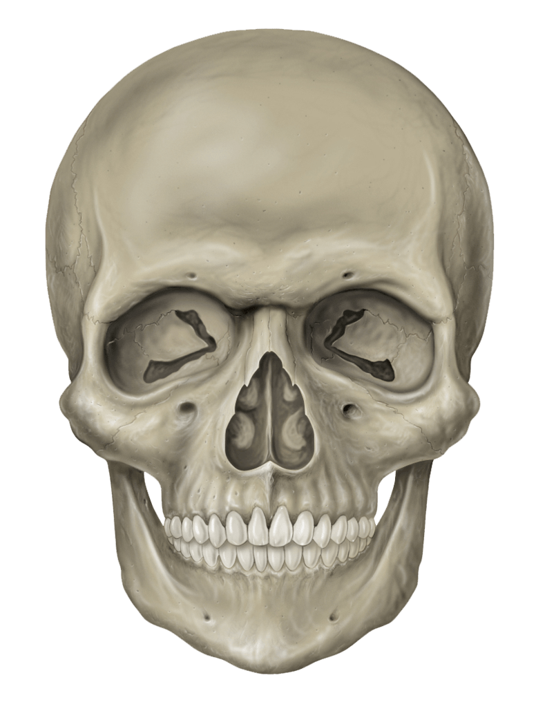 Skull Png Image Transparent PNG Image