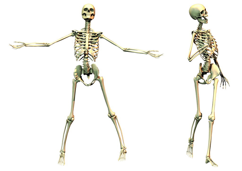 Skeleton Png Image Transparent PNG Image