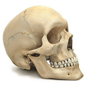 Skull Png Image Transparent PNG Image