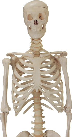 Skeleton Free Png Image Transparent PNG Image