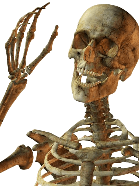 Skeleton Png Image Transparent PNG Image