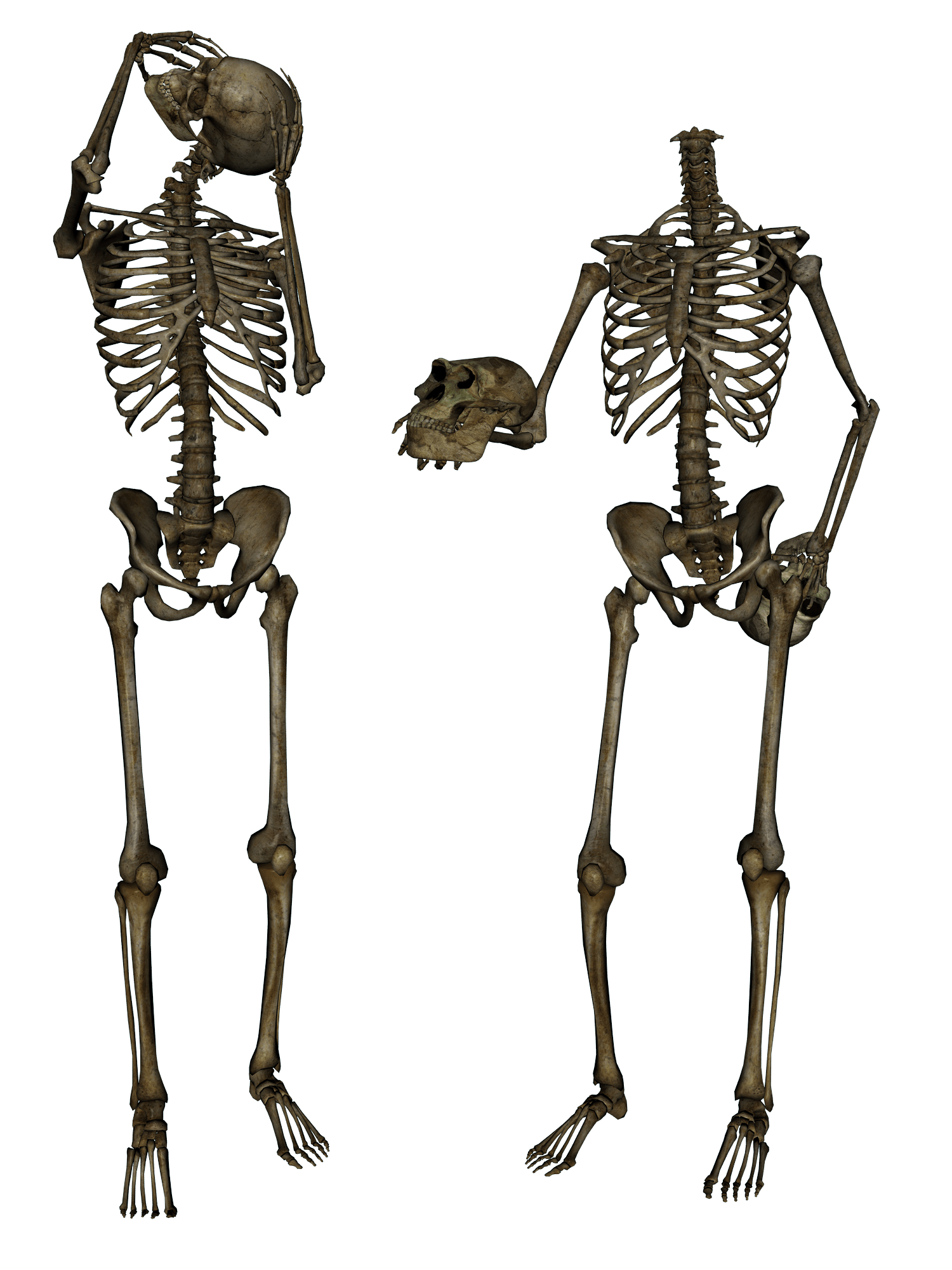 Skeleton Png Image Transparent PNG Image