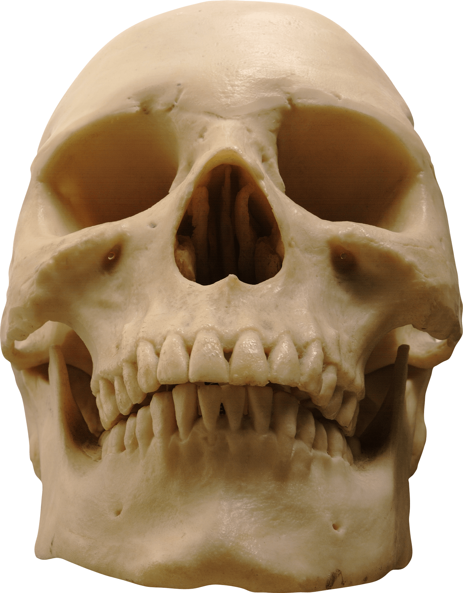 Skull Png Image Transparent PNG Image