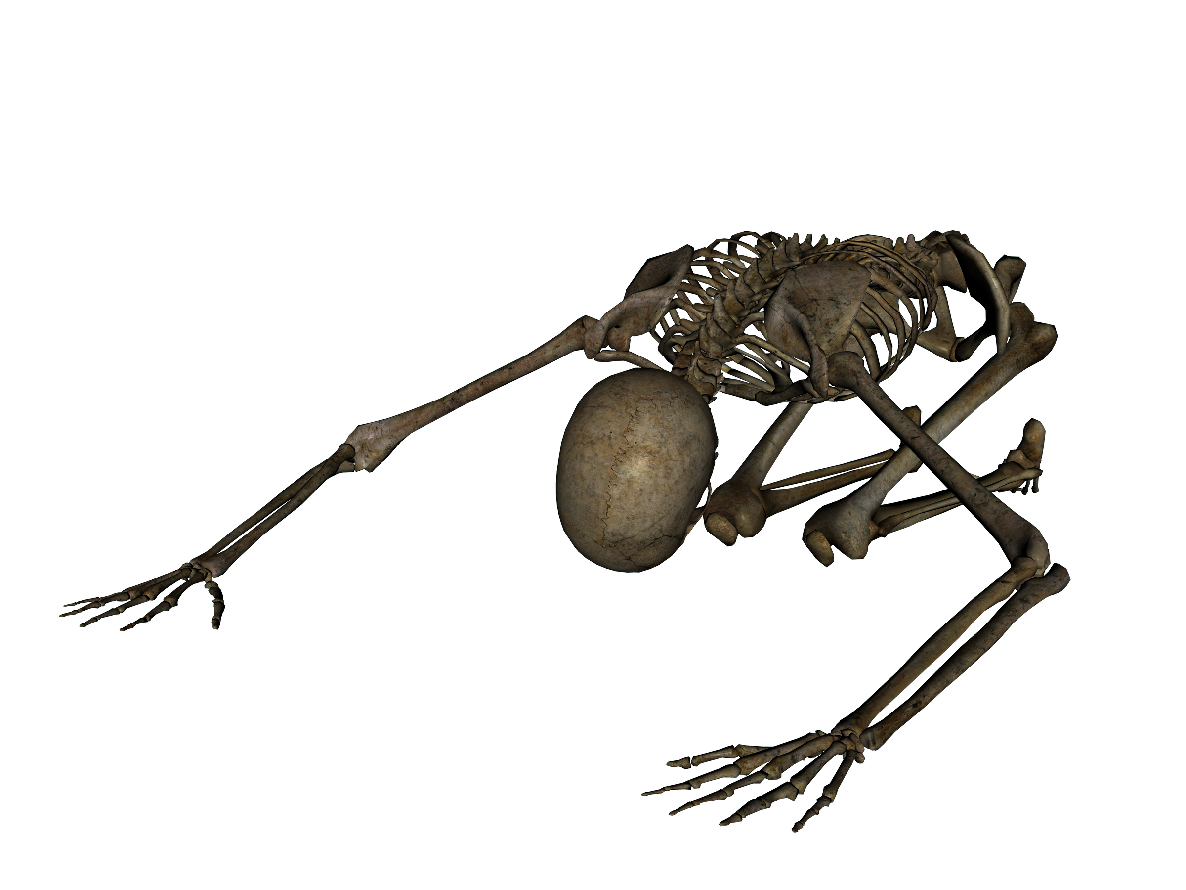 Skeleton Transparent Transparent PNG Image