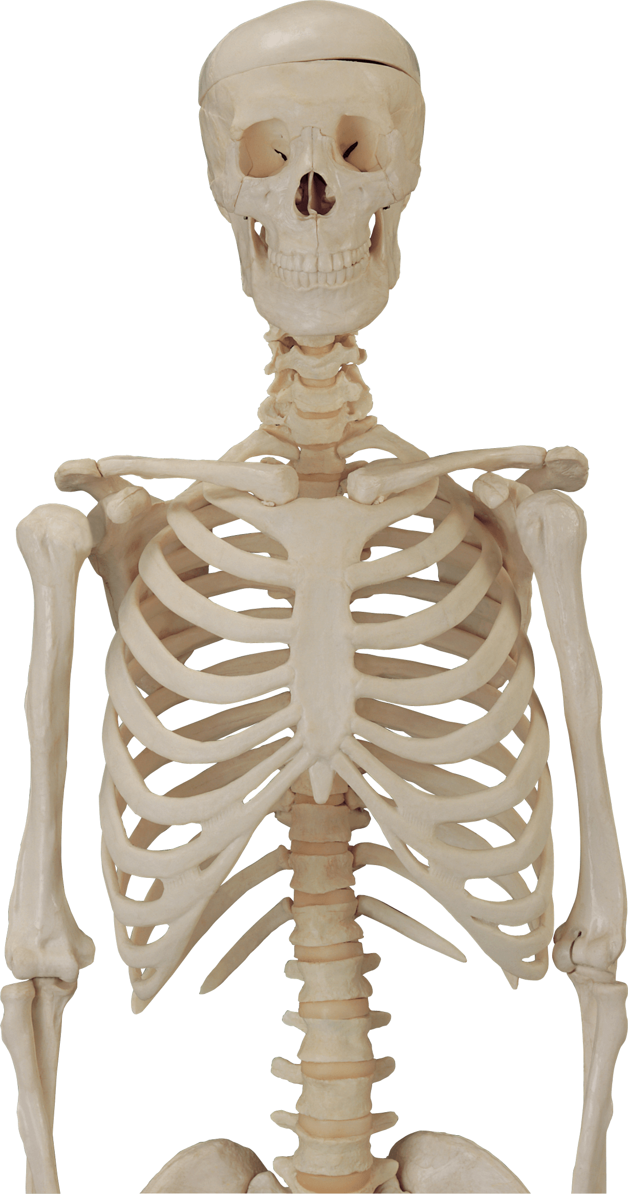 Skeleton Png Image Transparent PNG Image