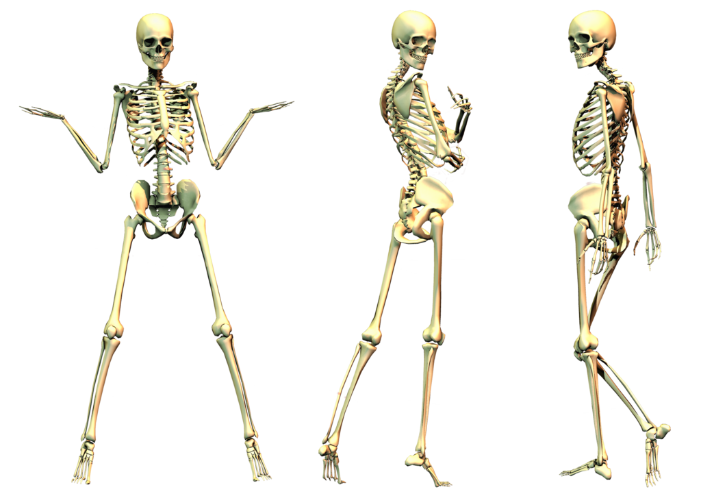 Skeleton Png File Transparent PNG Image