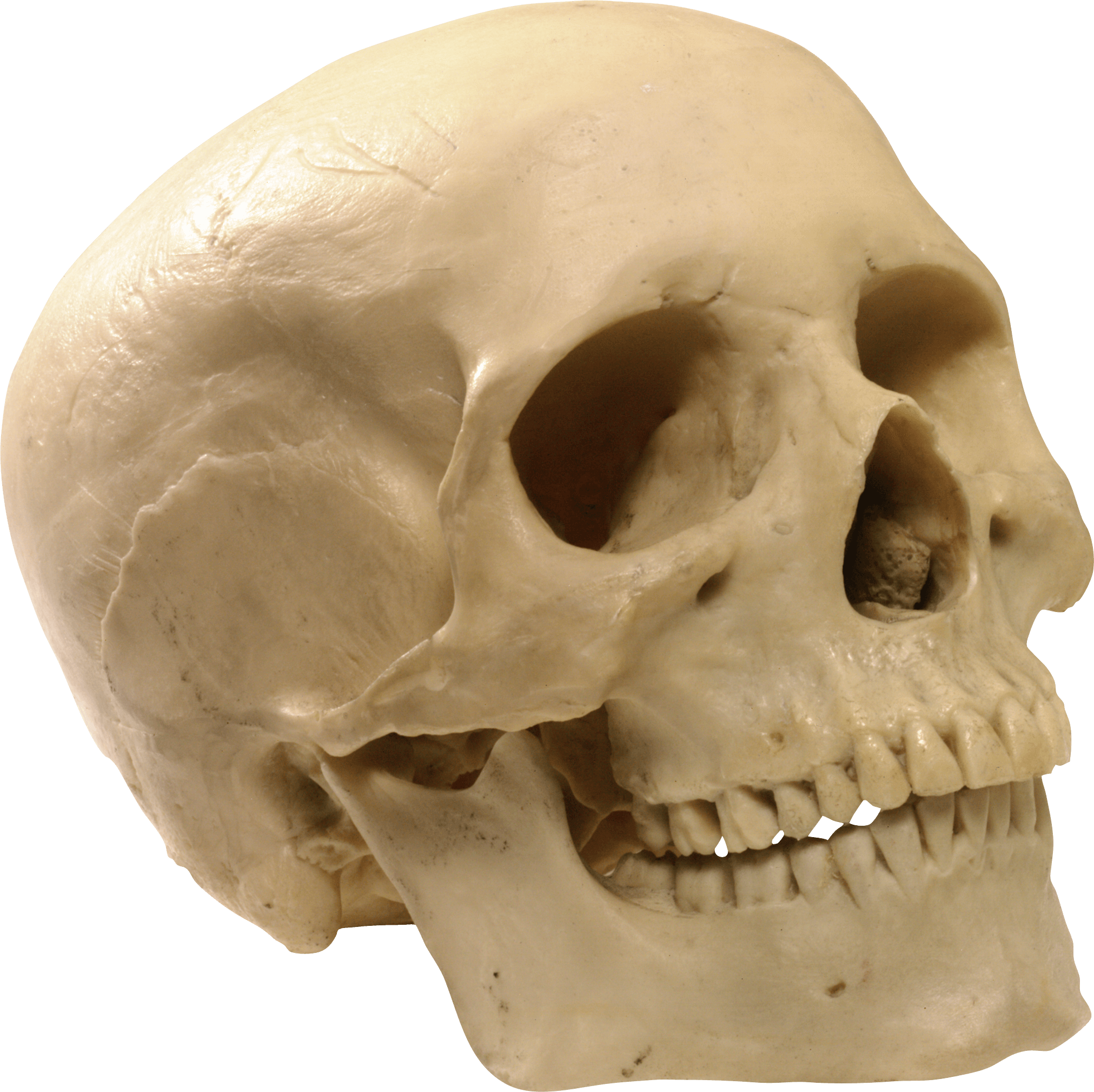 Skull Png Image Transparent PNG Image