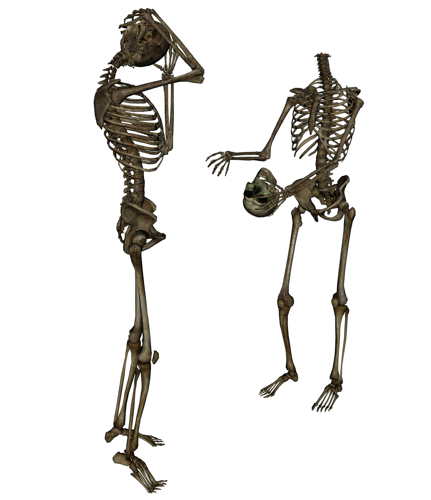 Skeleton Png Transparent PNG Image