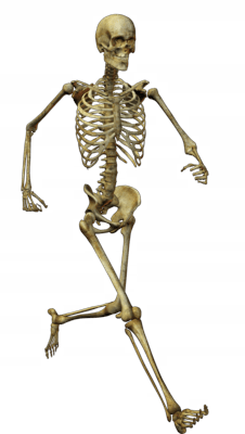 Skeleton Png Image Transparent PNG Image