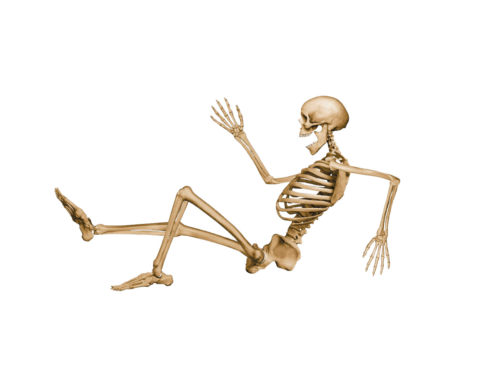 Skeleton Png Image Transparent PNG Image