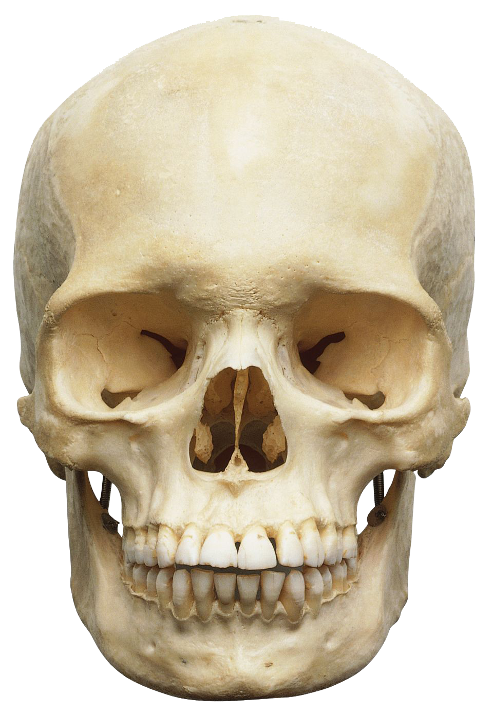 Skeleton Head Png Image Transparent PNG Image