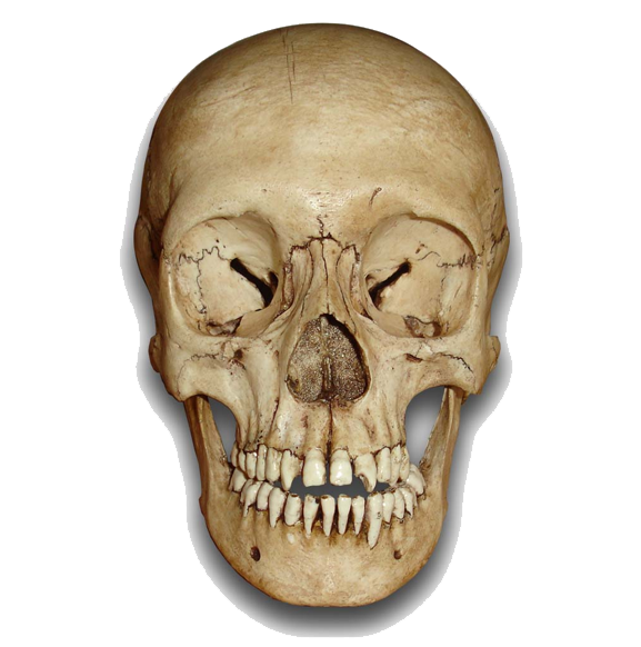 Skeleton Head Png File Transparent PNG Image