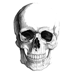 Skeleton Head Picture Transparent PNG Image