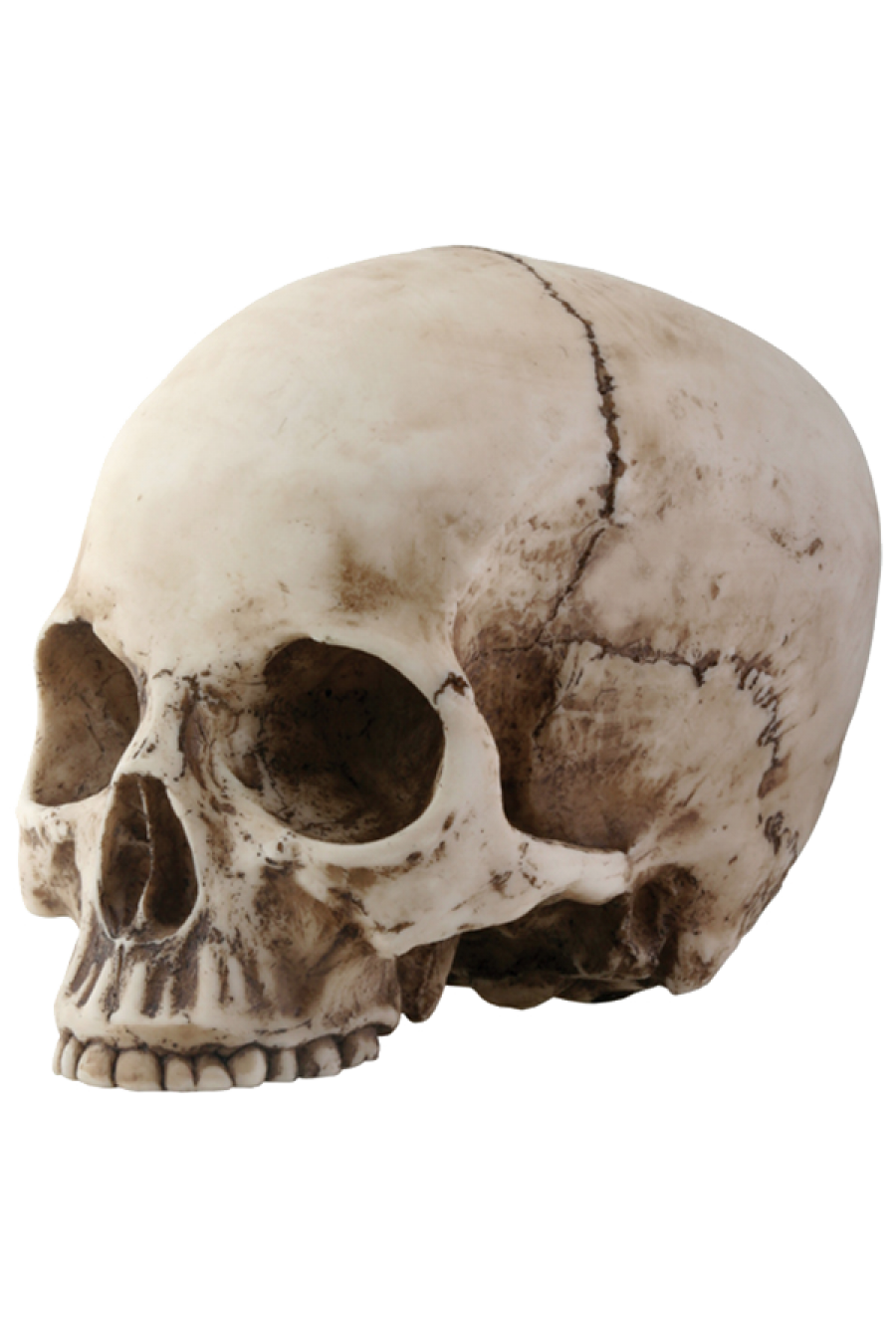 Skeleton Head Png Picture Transparent PNG Image