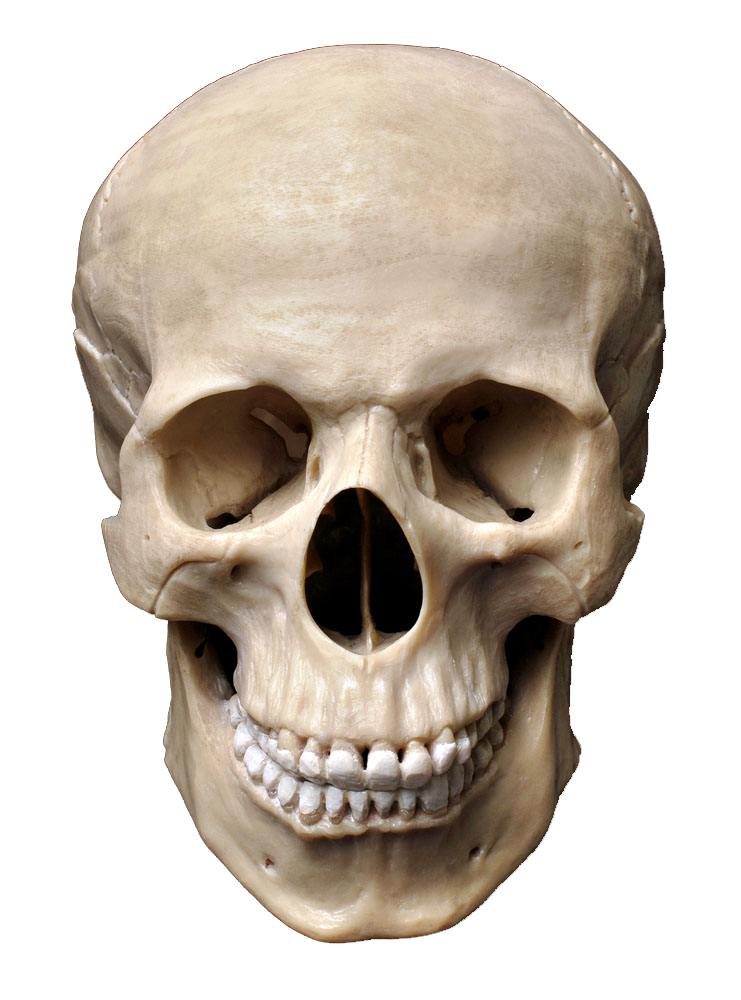 Sapiens Skeleton Skull Photography Homo Human Bone Transparent PNG Image