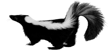 Skunk Picture Transparent PNG Image