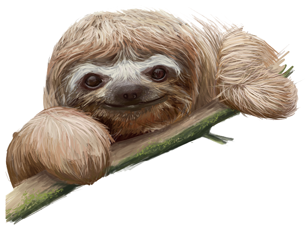 Sloth Picture Transparent PNG Image