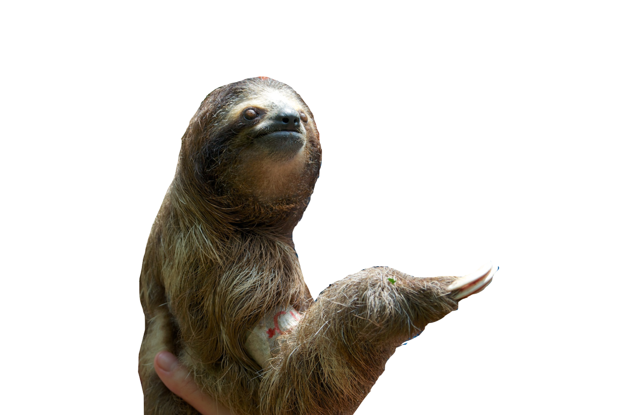 Sloth Png Pic Transparent PNG Image