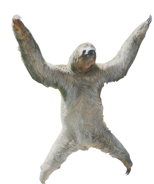 Sloth Png Transparent PNG Image