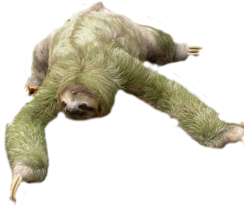 Sloth Free Download Png Transparent PNG Image