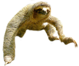 Sloth Png Picture Transparent PNG Image