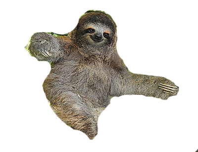 Sloth Free Png Image Transparent PNG Image