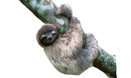 Sloth Png File Transparent PNG Image