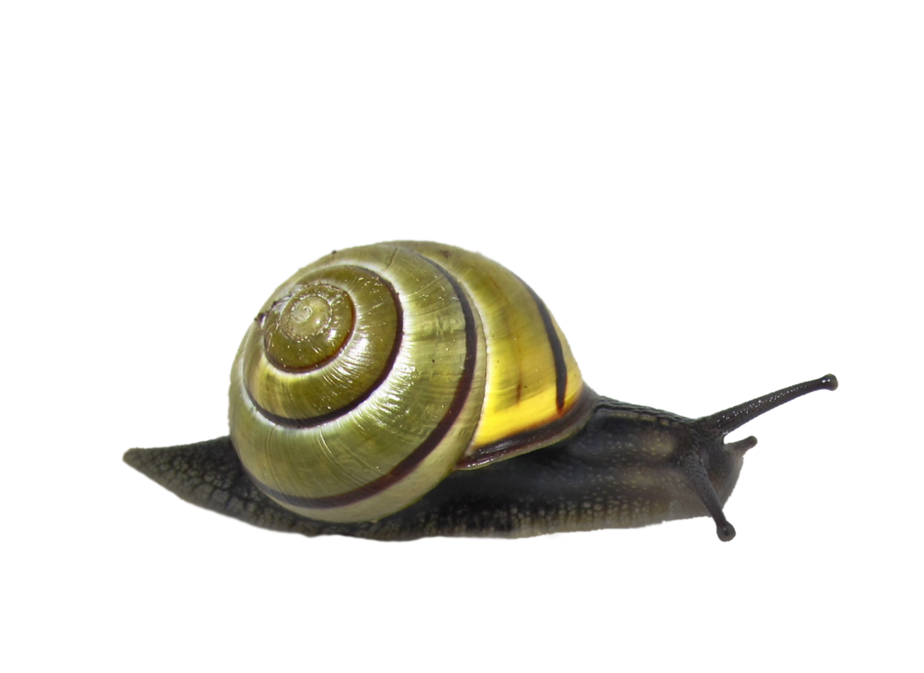 Snail Png Clipart Transparent PNG Image