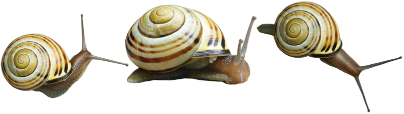 Snail Png Hd Transparent PNG Image