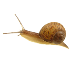 Snail Png Image Transparent PNG Image