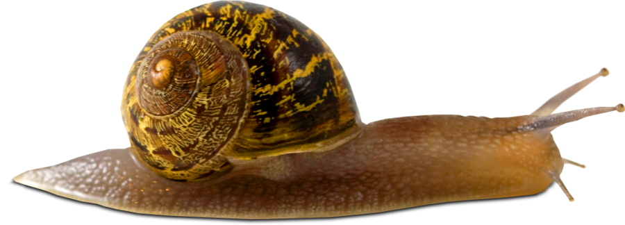 Snail Png Picture Transparent PNG Image