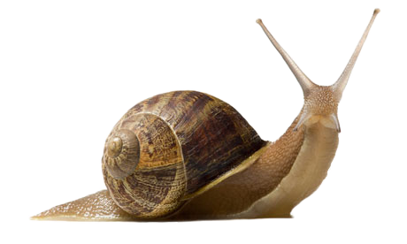 Snail Png Pic Transparent PNG Image