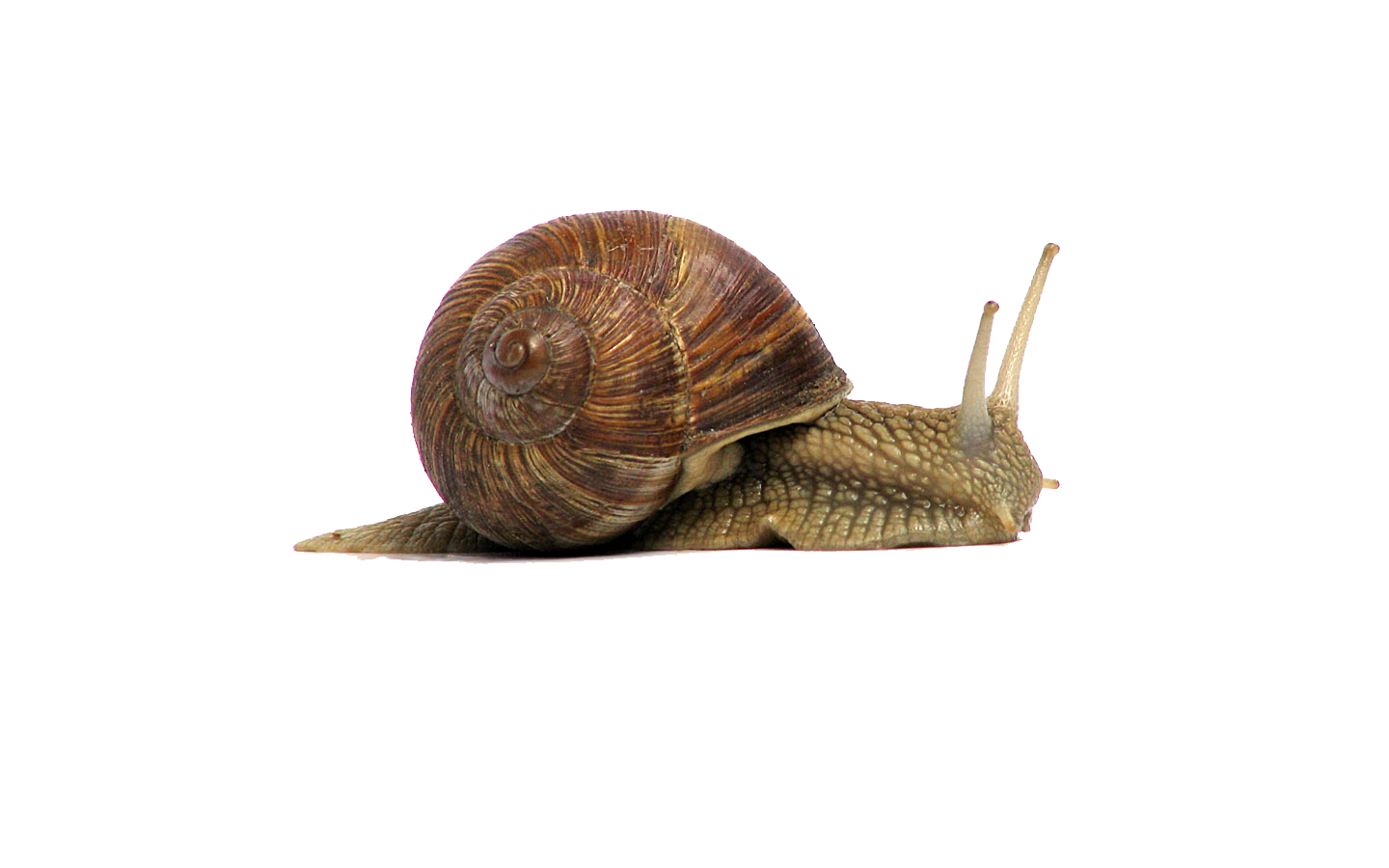 Snail Png File Transparent PNG Image