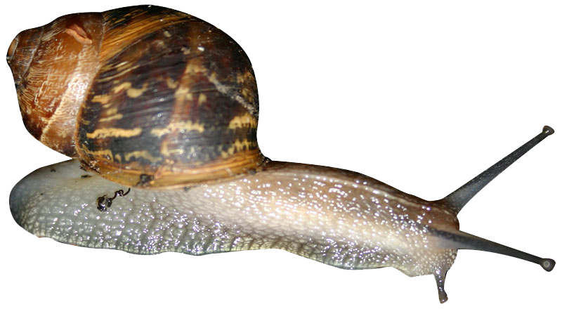 Snail Png Transparent PNG Image