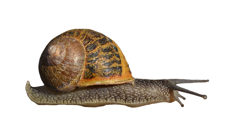 Snail Transparent Transparent PNG Image