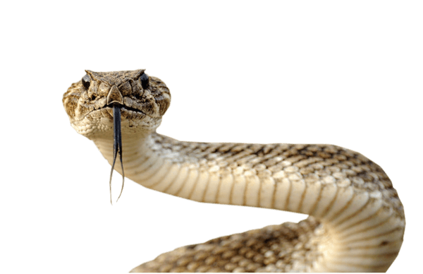 Snake Png Image Picture Download  Transparent PNG Image