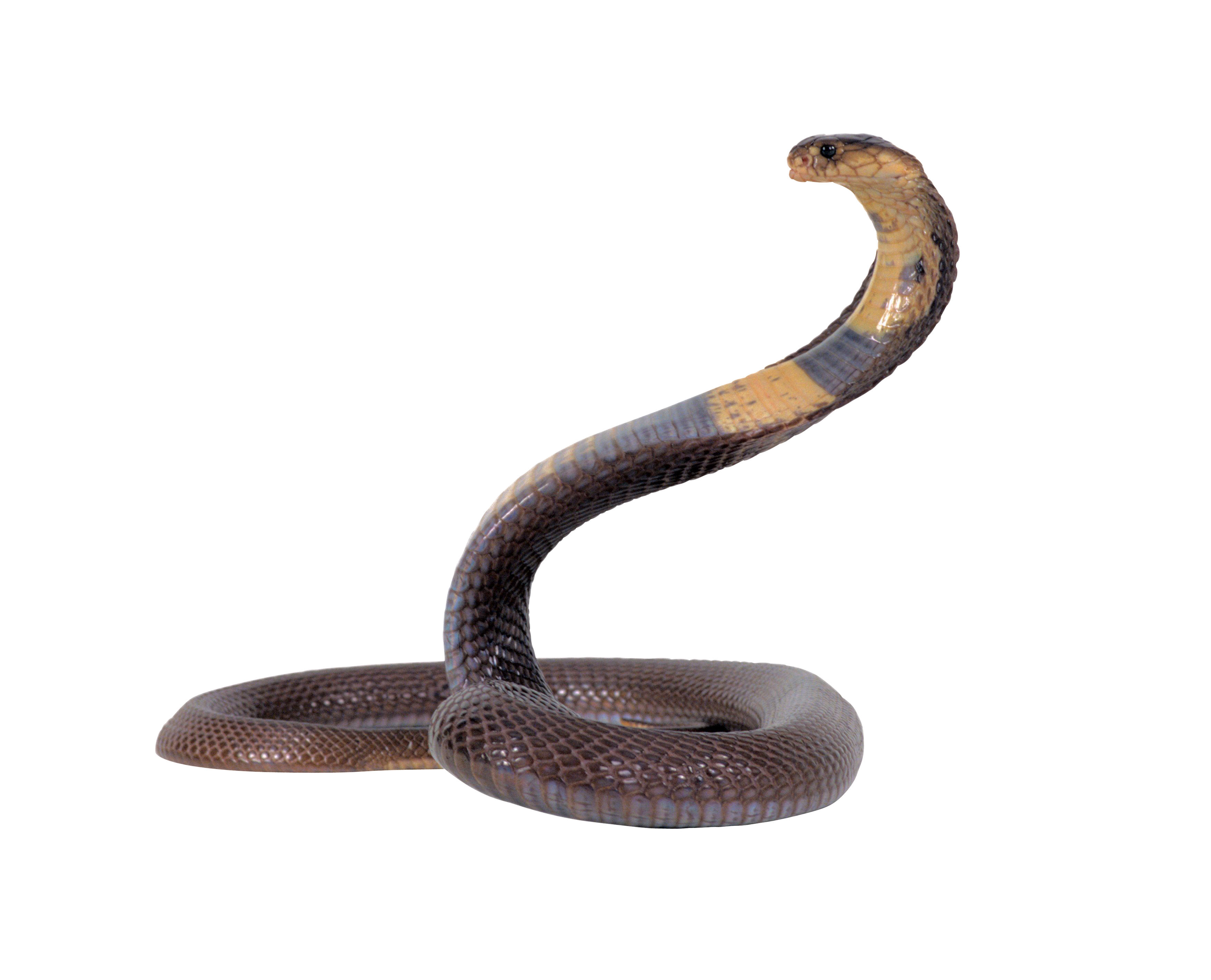 Snake Download Png Transparent PNG Image