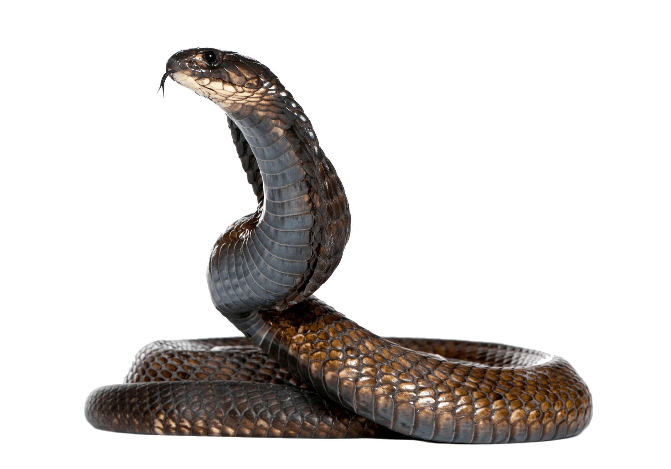 Cobra Snake Png Image Transparent PNG Image