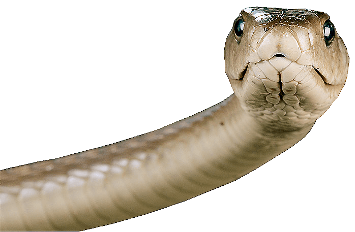 Snake Png Image Picture Download  Transparent PNG Image