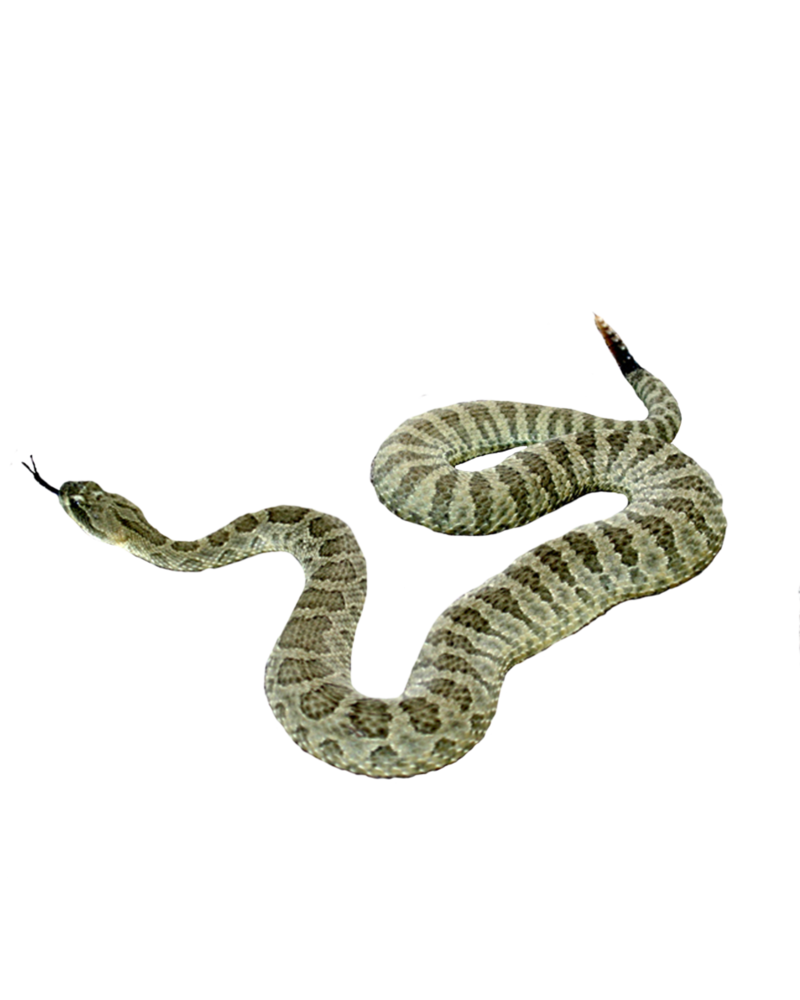 Snake Png Picture Transparent PNG Image