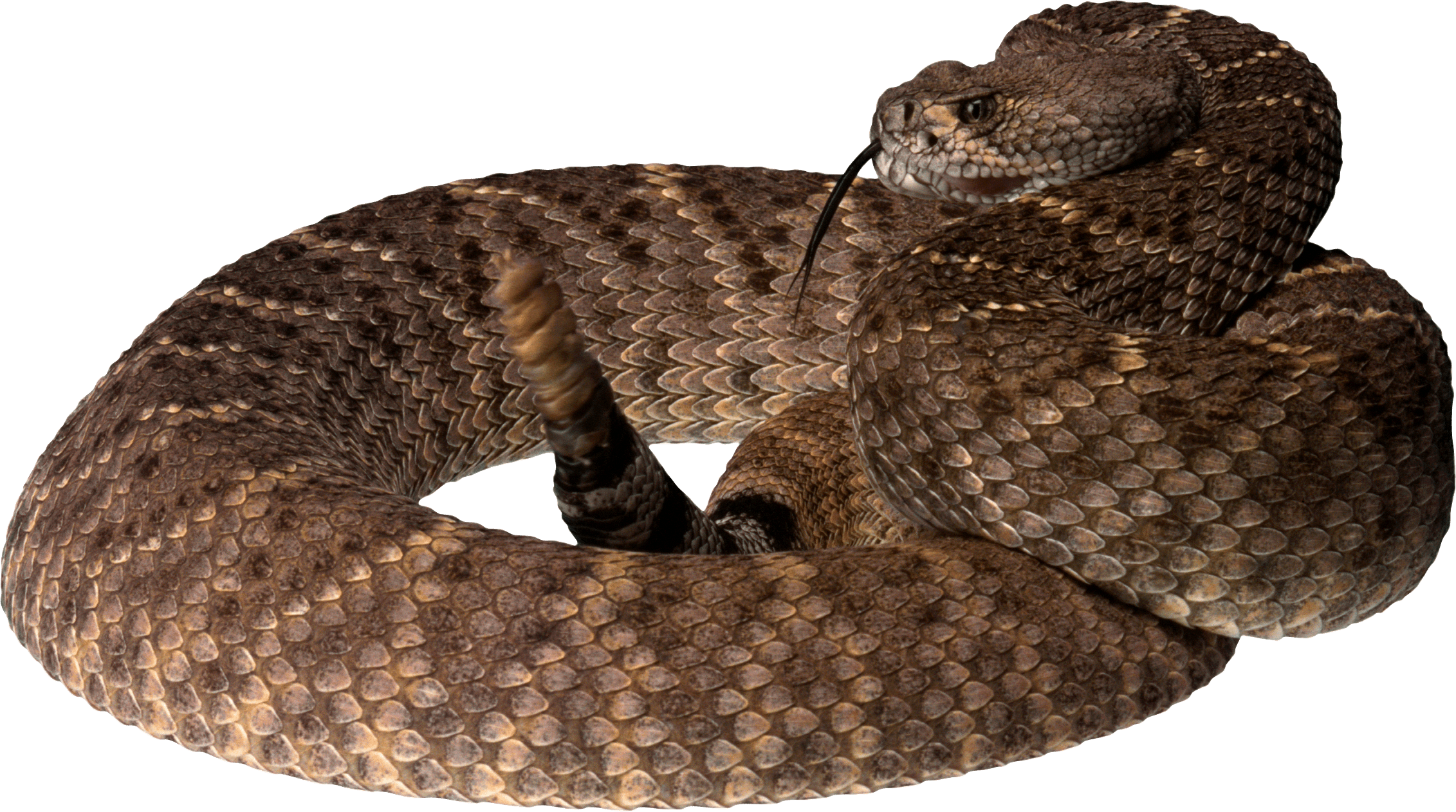 Snake Png Image Picture Download  Transparent PNG Image