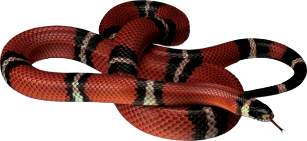 Snake Png File Transparent PNG Image