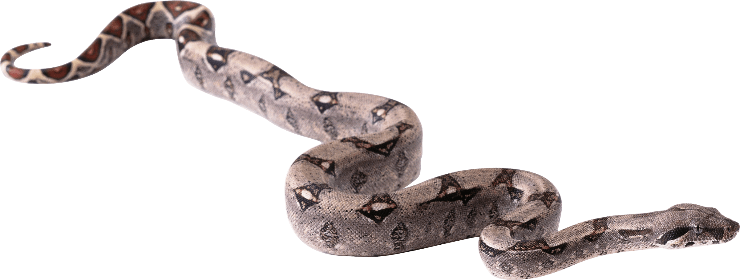 Snake Png Image Picture Download  Transparent PNG Image