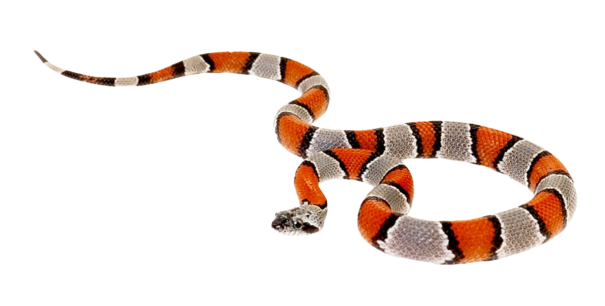 Coral False Snake Free HD Image Transparent PNG Image